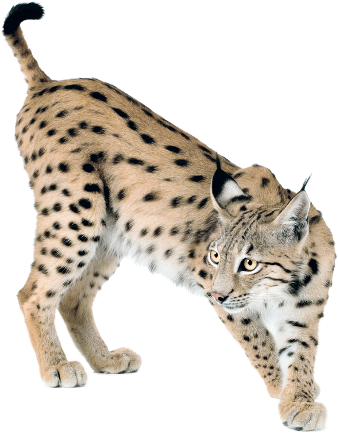 Lynx Png Lynx Png - Cat Side View (700x879), Png Download