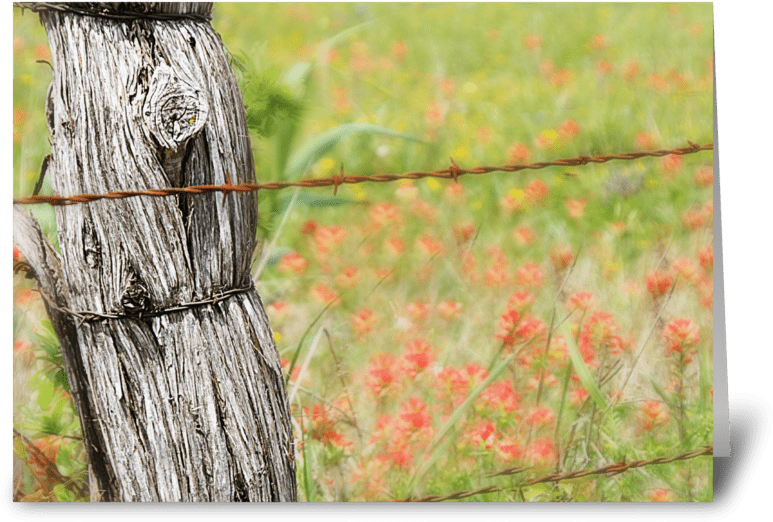 Texas Fences Greeting Card - Barbed Wire (848x698), Png Download