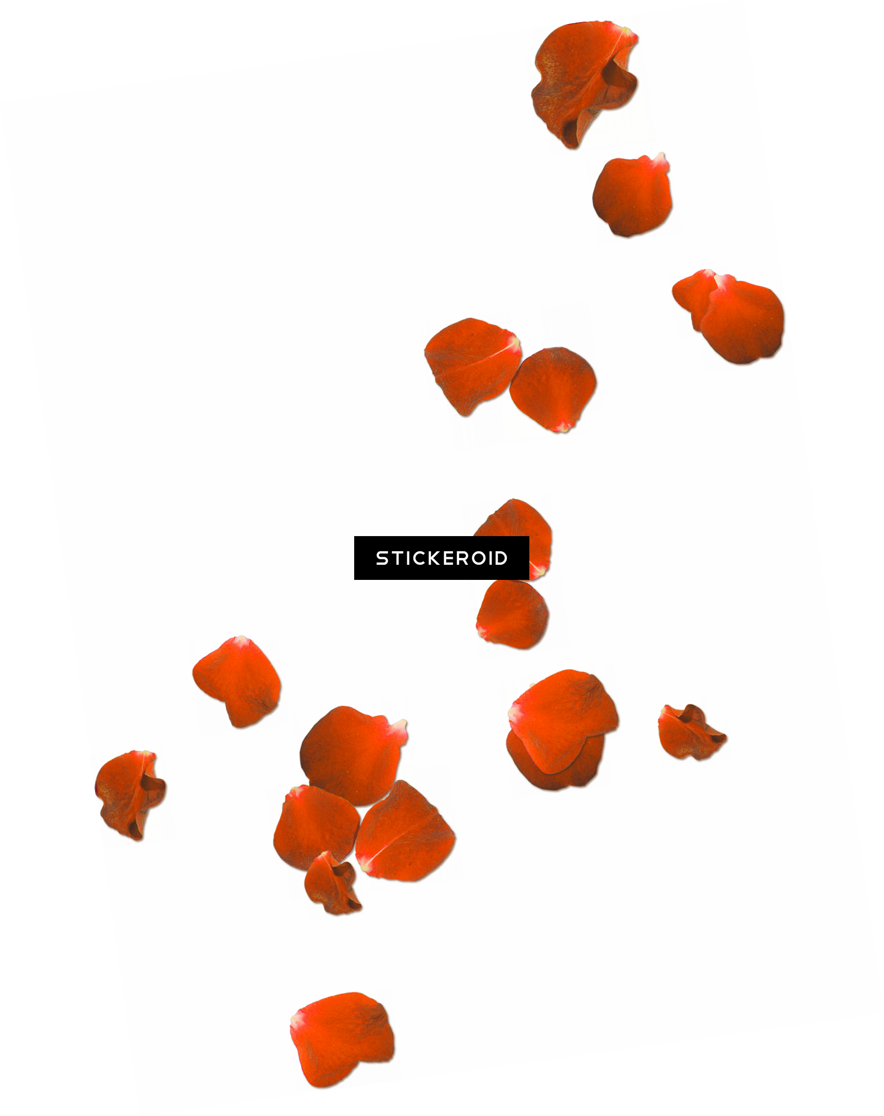 Petal Rose Png Flowers - Transparent Background Rose Petals Png (1817x2294), Png Download