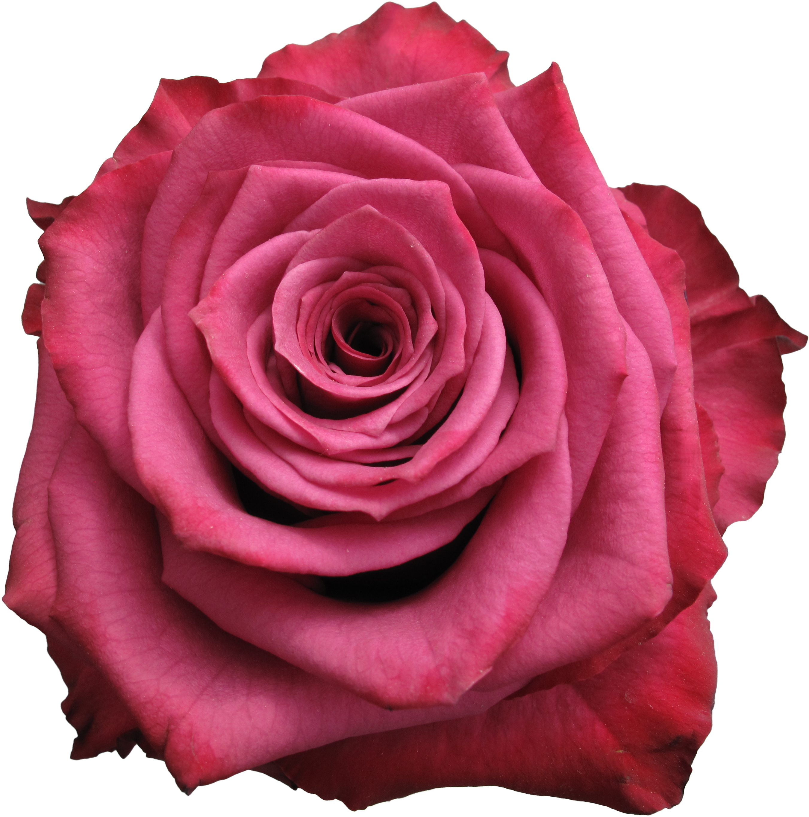 Rose - Blueberry Rose (3754x2815), Png Download