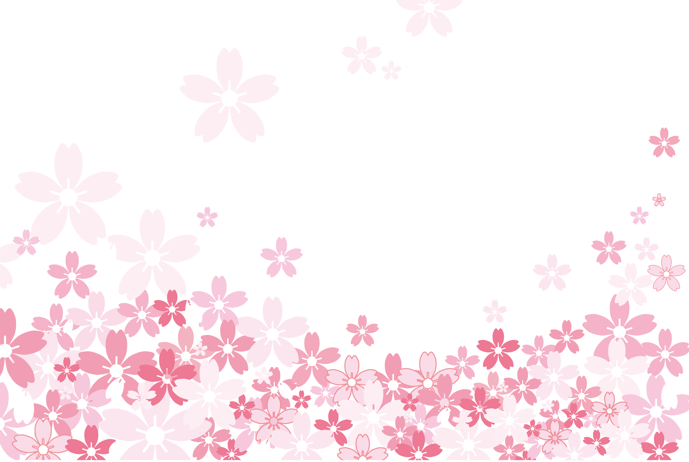 Banner Royalty Free Stock Pink Pattern Sakura Illustration - Sakura Png White Background (2399x1610), Png Download