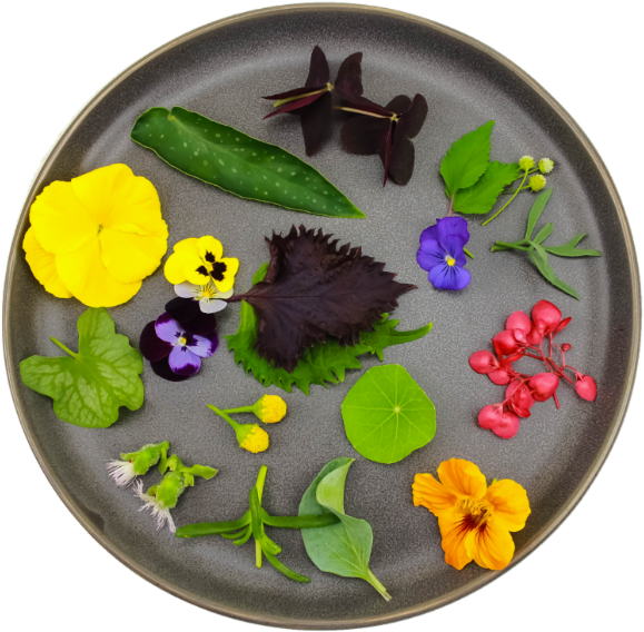 Newsletter - Viola (620x595), Png Download