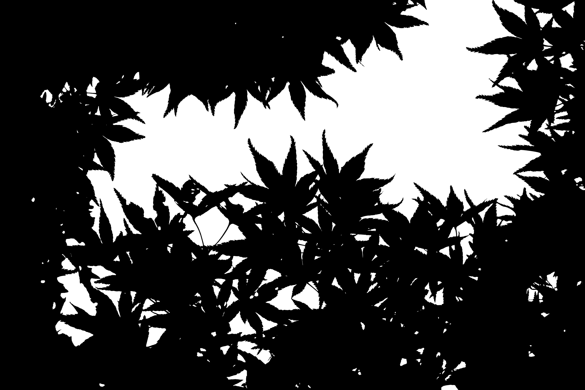 Big Image - Silhouette (2400x1600), Png Download