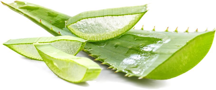 Aloe Vera - ต้น ว่า น หางจระเข้ (1050x750), Png Download