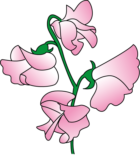 Sweet Peas Clipart - Sweet Pea Flower Clip Art (569x631), Png Download