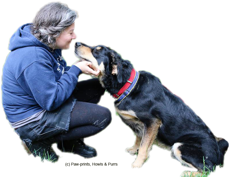 Straw For Dog Assists Caretakers And Concerned Citizens - Cut Out Dogs Png (823x640), Png Download