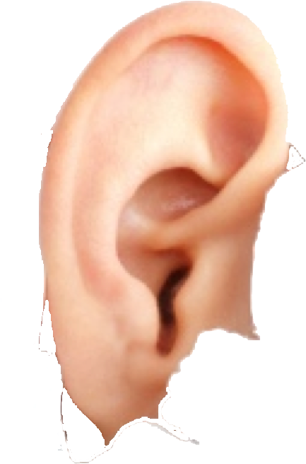 Ear Free Download Png - Ear (1334x883), Png Download