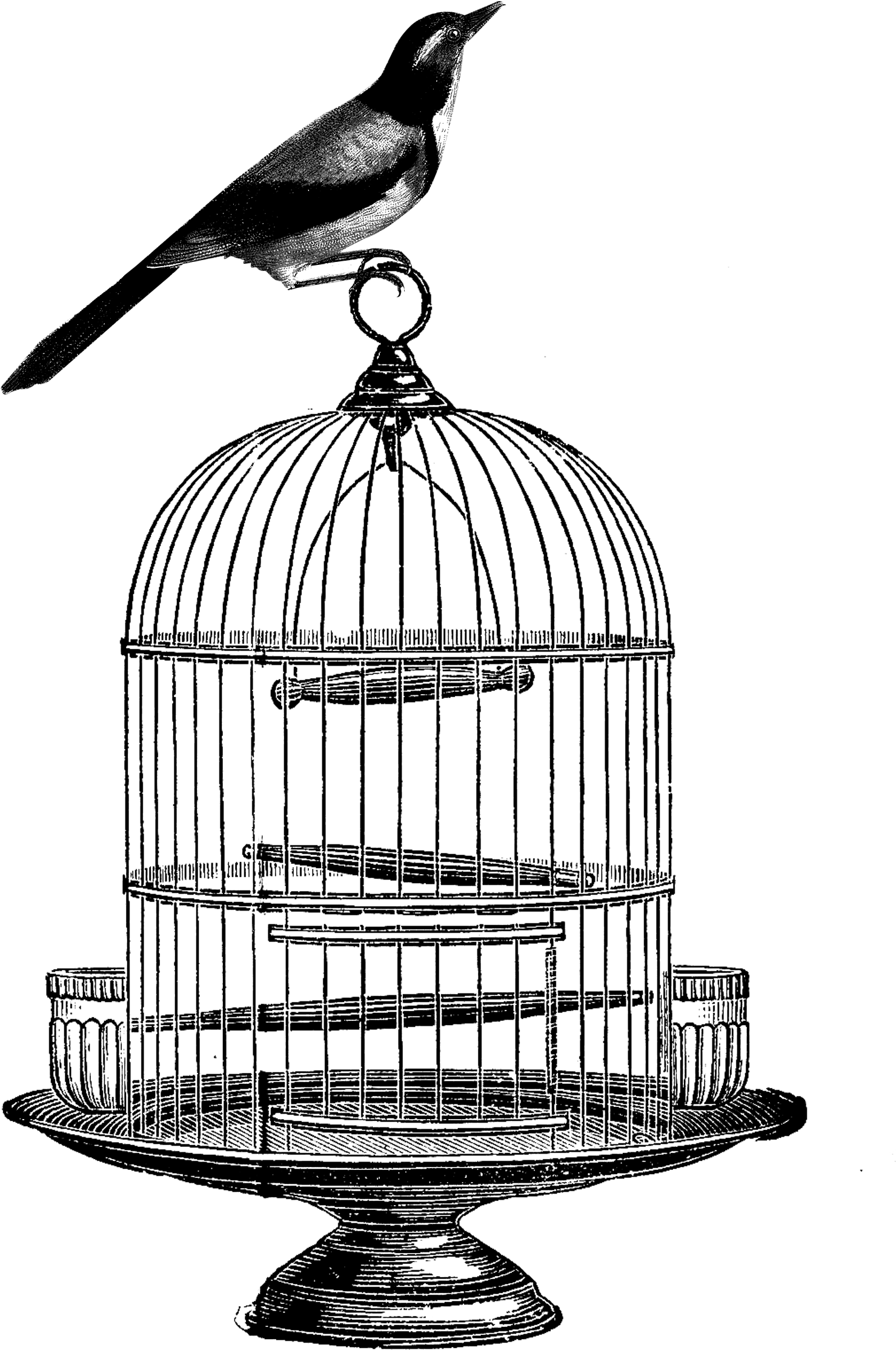 Birdcage Clip Art Bird - Bird In Cage Transparent (1538x2400), Png Download