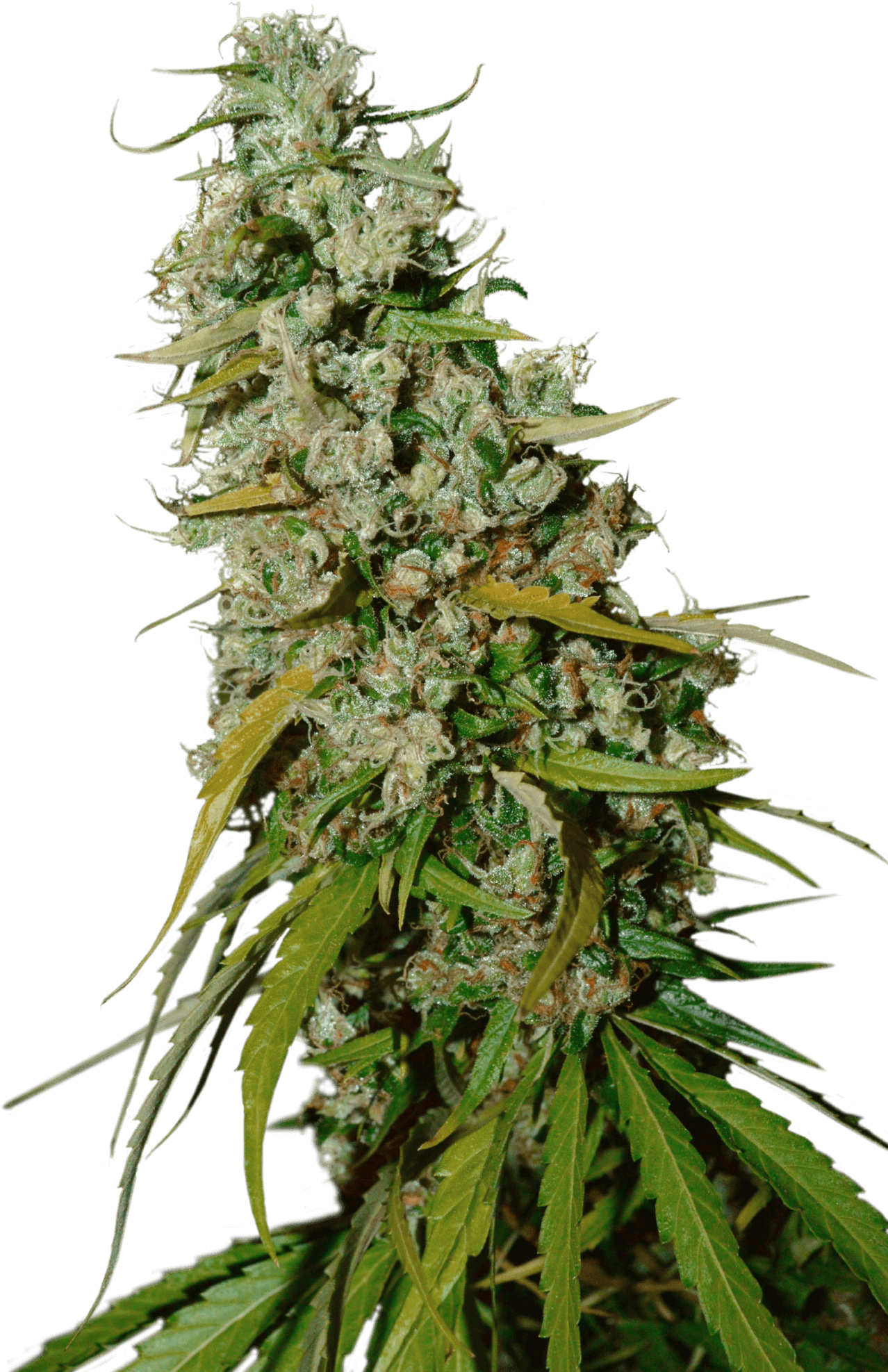 Kees' Old School Haze Regular Seeds - Thorns, Spines, And Prickles (1496x2250), Png Download