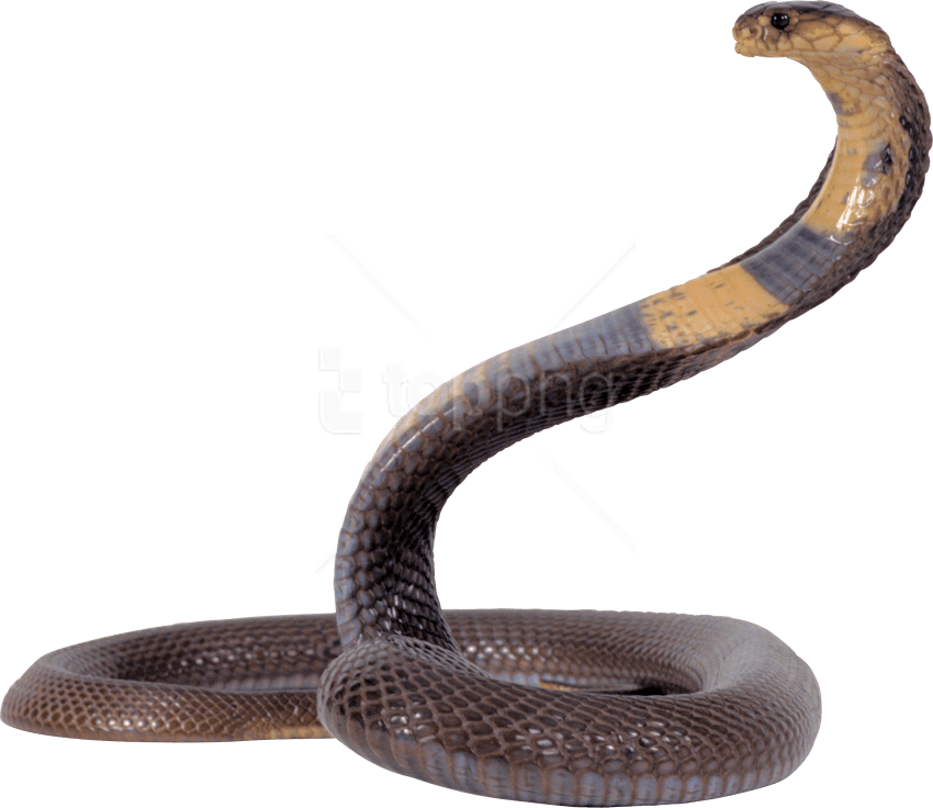 Free Png Download Black And Yellow Snake Png Images - Transparent Snake Png (850x736), Png Download