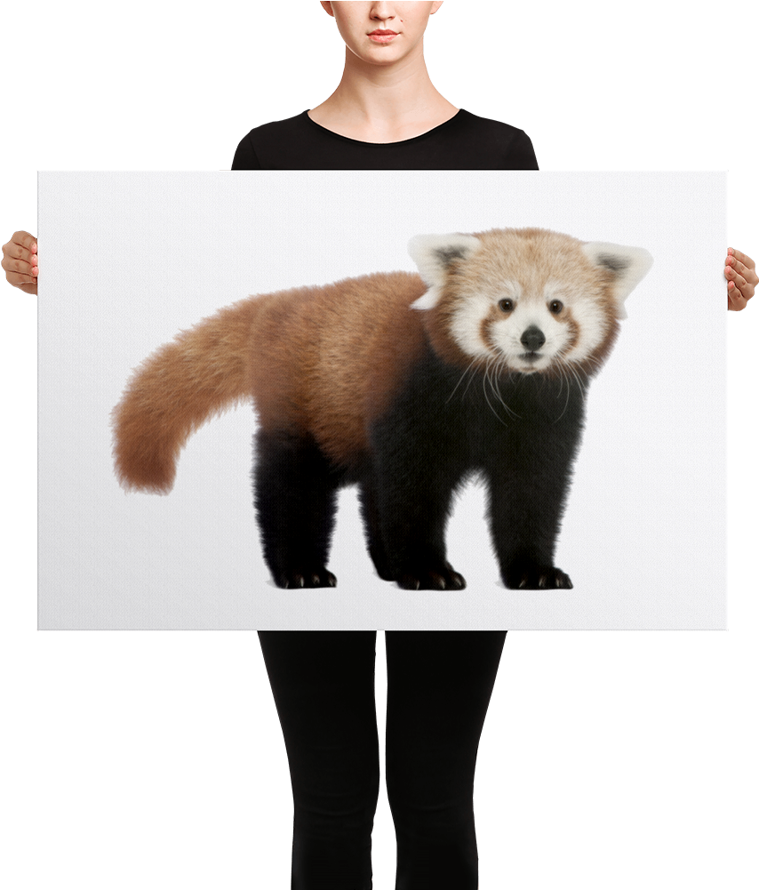 Red-panda Canvas - Hello Will You I Do (1000x1000), Png Download