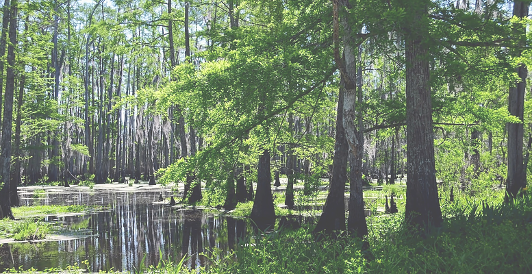 Nj Dismal Swamp - Summer Swamp (777x400), Png Download