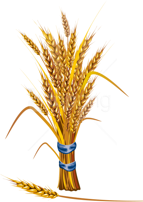 Free Png Wheat Png Images Transparent - Сноп Пшеницы Png (480x679), Png Download