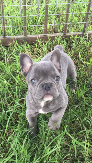 Clooney - French Bulldog (638x638), Png Download