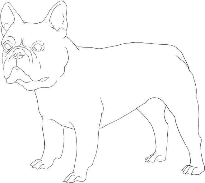 French Bulldog Photo - Bull And Terrier (900x674), Png Download