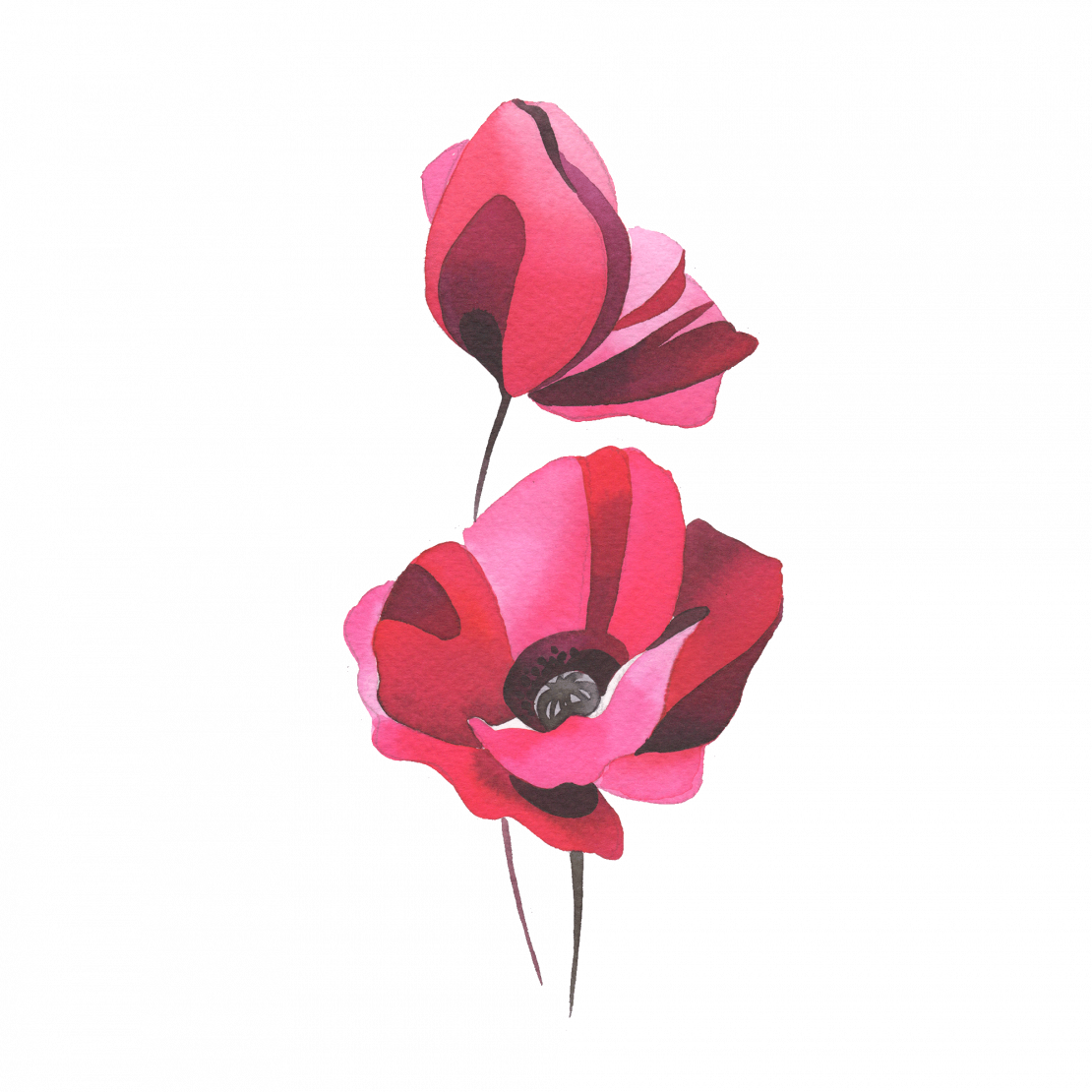 Big Poppy - Garden Roses (1110x1110), Png Download