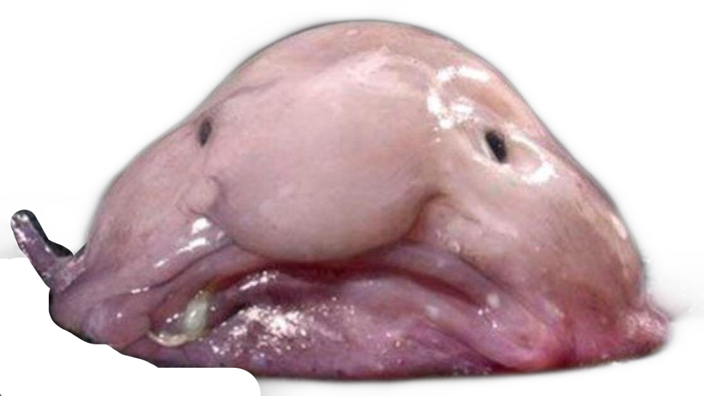 Blobfish Sticker - Blob Fish (1024x576), Png Download