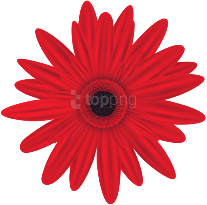 Free Png Red Flower Png Images Transparent - Flowers Clip Art Free Download (850x845), Png Download