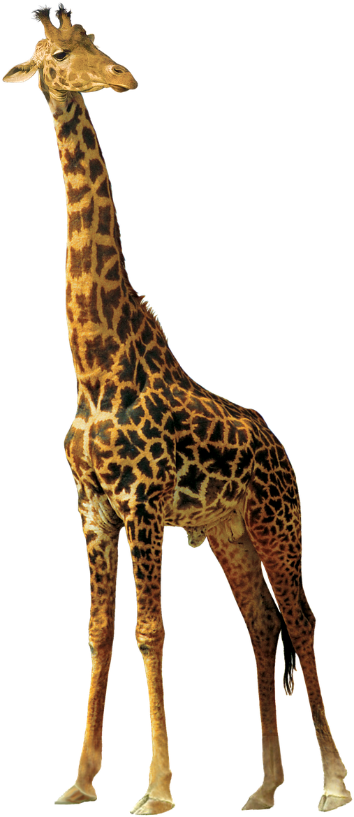 Giraffe Animals Nature Africa Png Image - Giraffe Silhouette Clipart (507x1170), Png Download