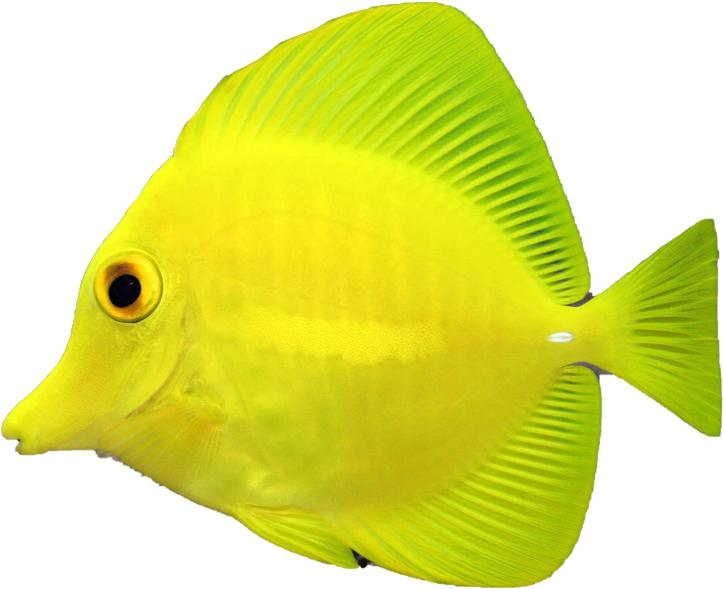 Fish - Salt Water Fish Gif (866x650), Png Download