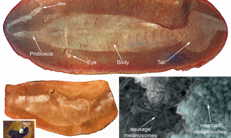 Image Of The 'tully Monster' Fossil And 'meatball' - Tully Monster Fossil (800x480), Png Download