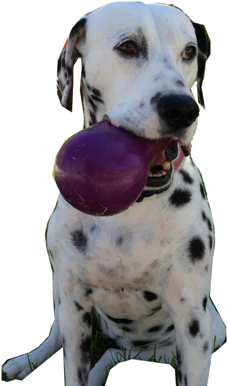 Cc Picture W Eggplant - Dalmatian (800x800), Png Download