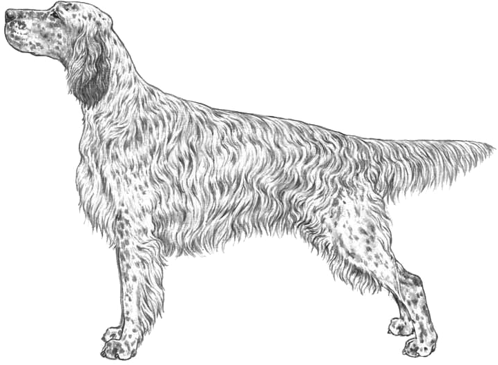 English Setter - French Spaniel (800x800), Png Download