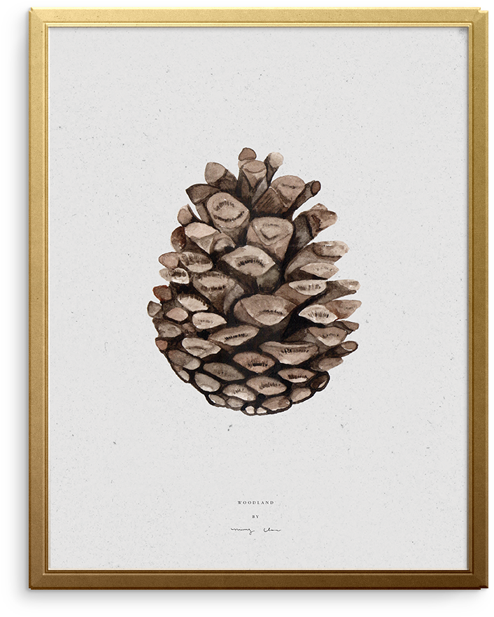 Seedling Art Print - Mexican Pinyon (1173x1174), Png Download