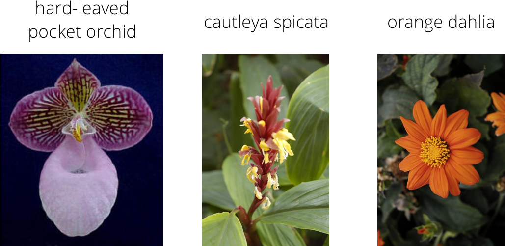 Alt Text - Hard-leaved Pocket Orchid (1078x560), Png Download