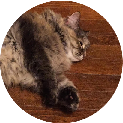 Lpf Espeth Marshmallow - Domestic Long-haired Cat (410x410), Png Download