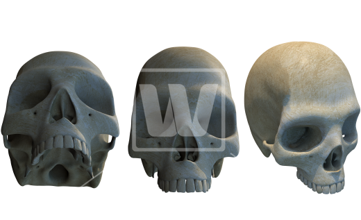 Three Different Skulls Png - Skull (550x351), Png Download