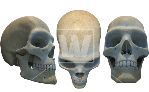 Human Skulls Illustration Png - Illustration (550x351), Png Download