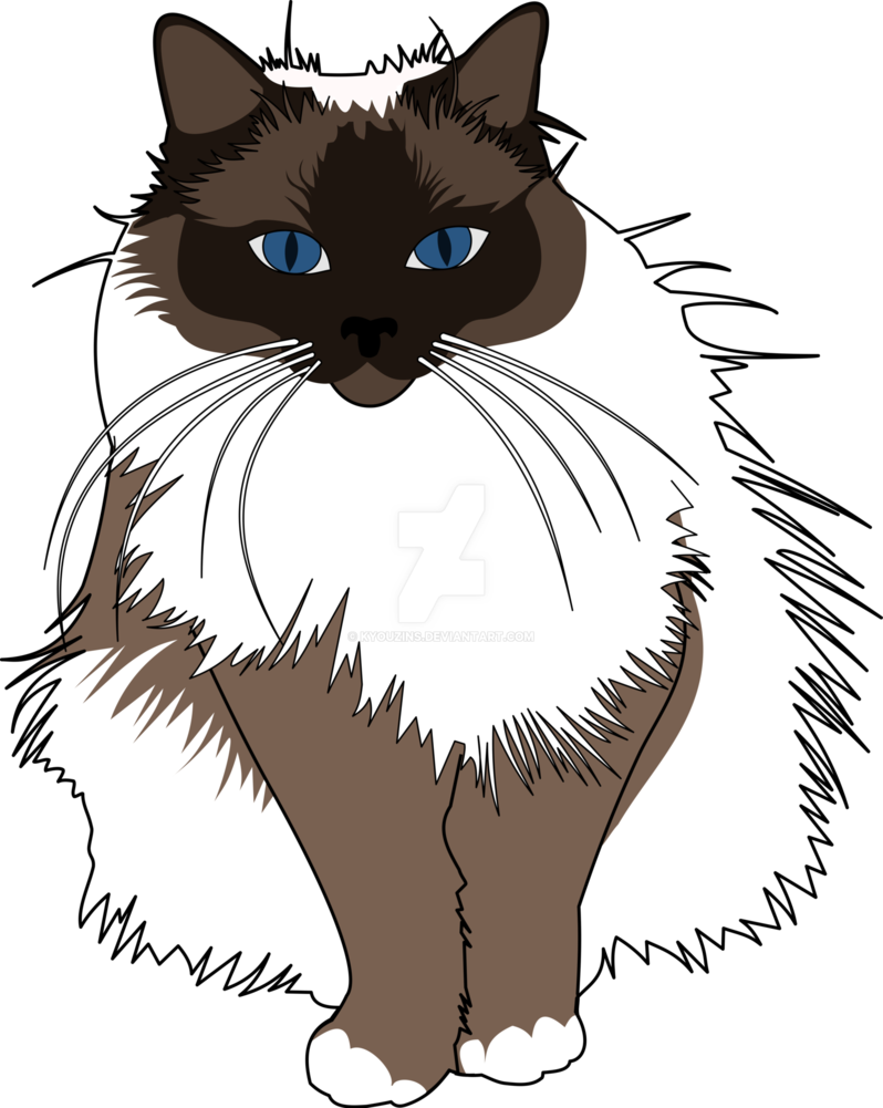 Freeuse Birman By Kyouzins On Deviantart - Illustration Ragdoll Cat Vector (798x1001), Png Download