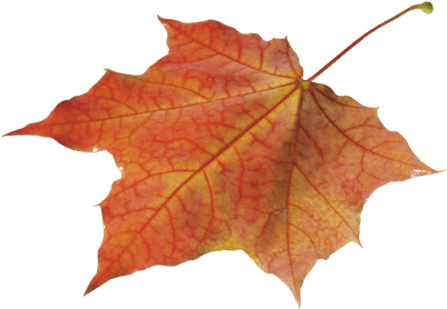 Autumn Leaves Solo Left - Autumn Leaf Transparent Png (400x400), Png Download