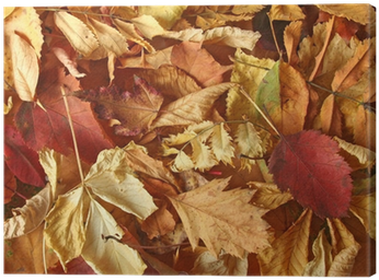 Maple Leaf (400x400), Png Download