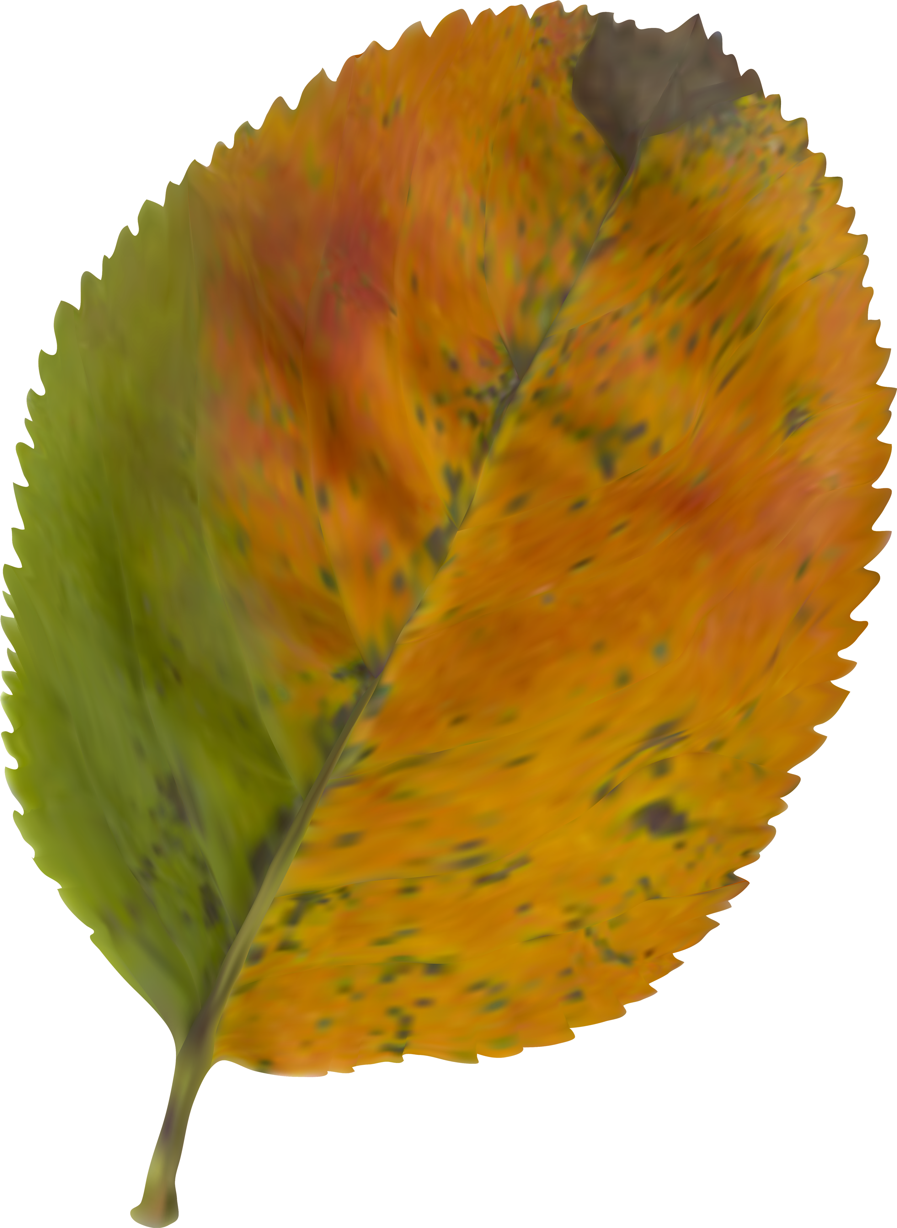 Beautiful Autumn Leaf Png Clipart Imageu200b Gallery - Cotton Gin Saw Blade (2922x4000), Png Download