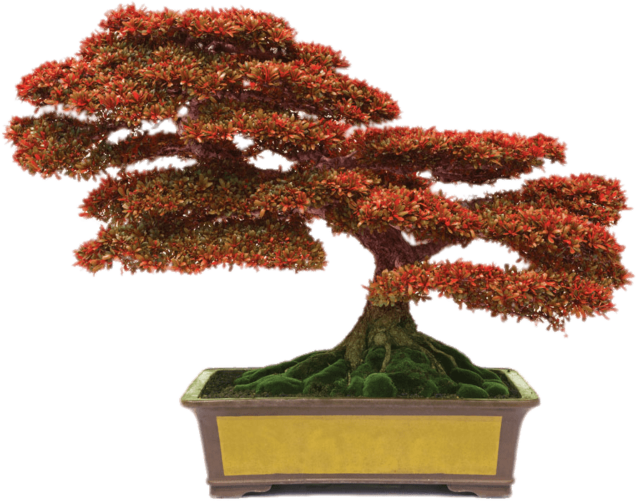 Bonsai With Red Leaves Png - Conyers Monastery Bonsai (920x767), Png Download