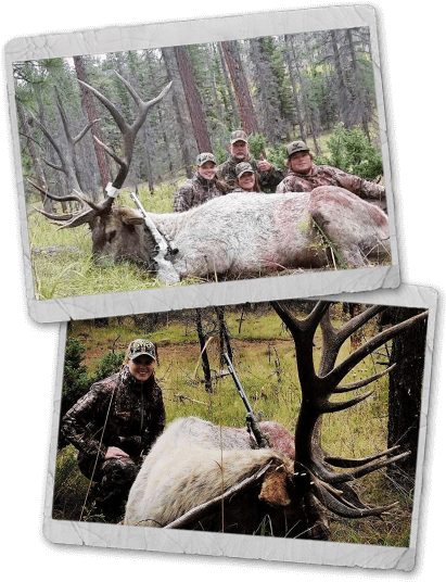 Antler Canyon Piebald - Elk (425x553), Png Download