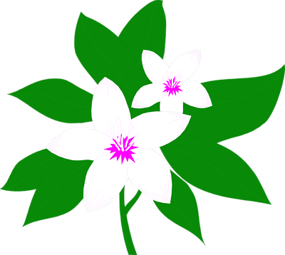 Magnolia Clipart - Jasmine Flower Clipart (400x358), Png Download