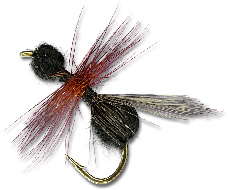 Insect (800x800), Png Download