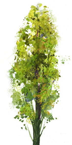 Tree (284x567), Png Download