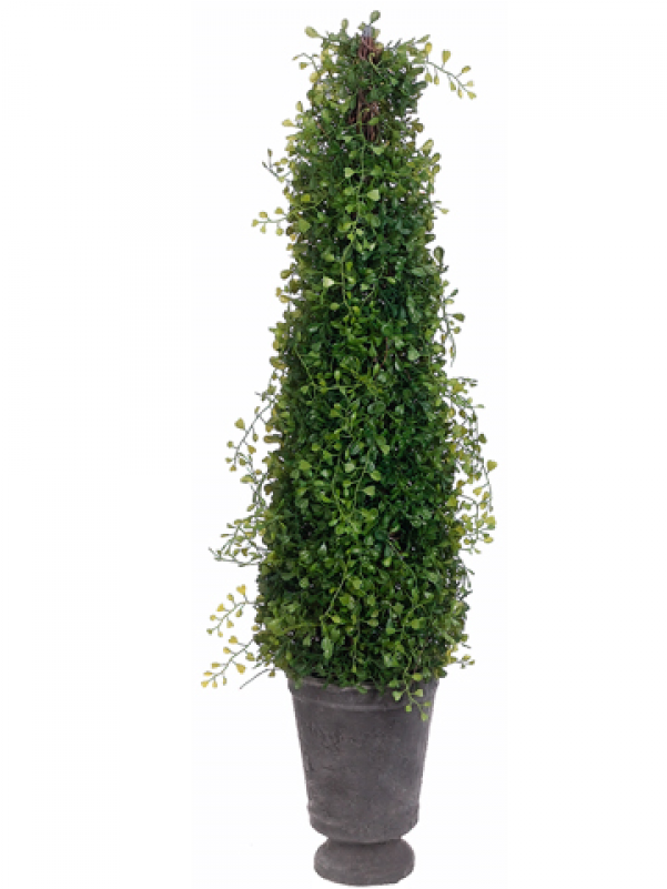 32 Angel Vine Cone Topiary In Terra Cotta Pot Green - Topiary (800x800), Png Download