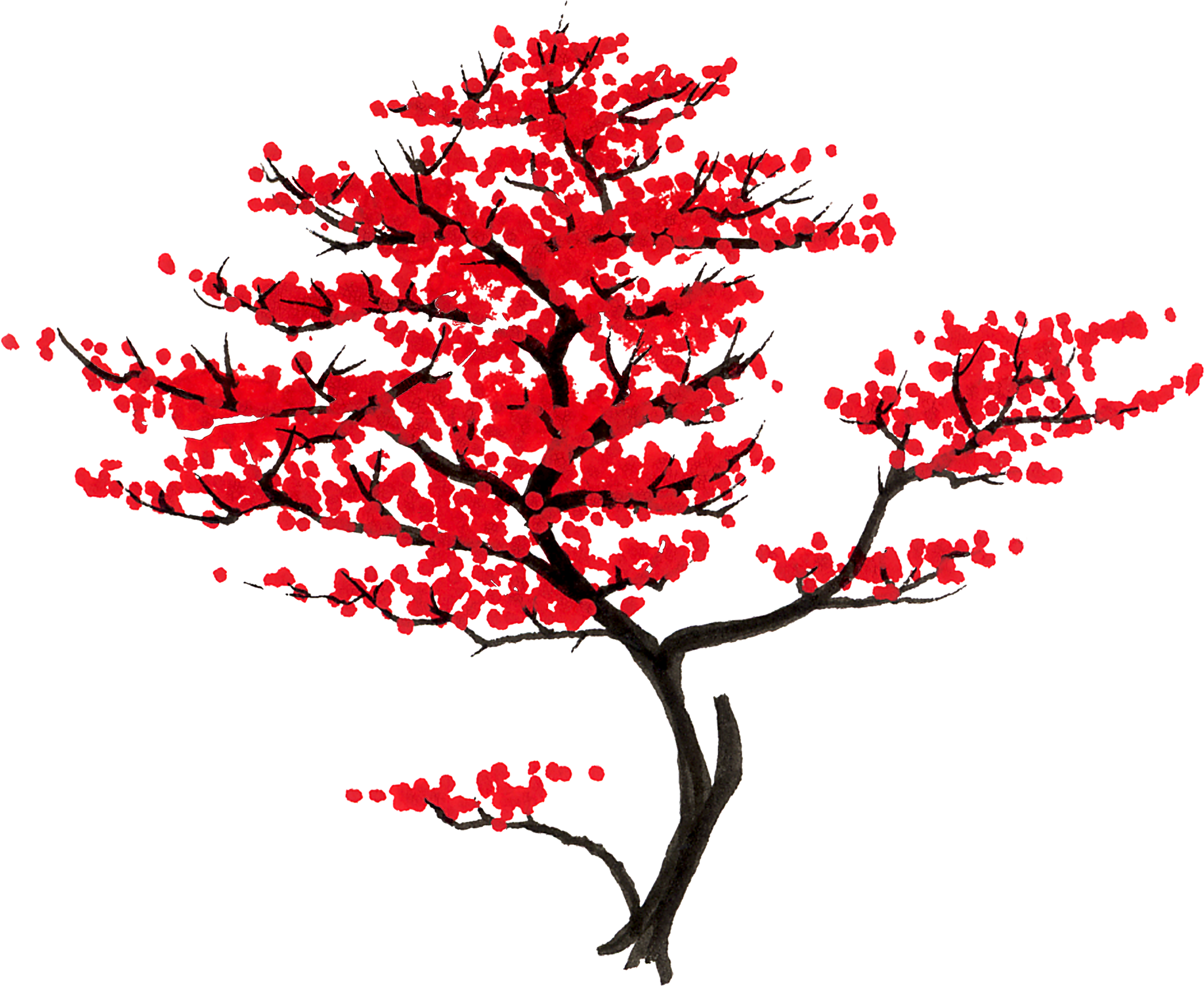 Japanese Maple Varieties - Red Japanese Maple Png (2213x1800), Png Download