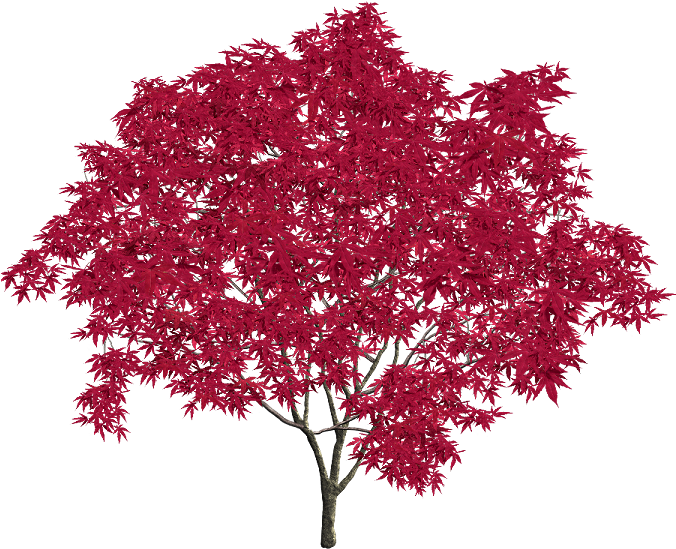 Into A Weekly Drawing To Win Prizes From Daiso Also - Maple Leaf (675x600), Png Download