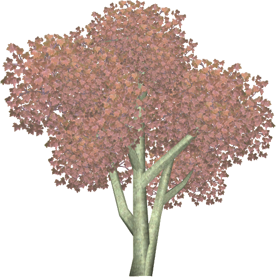 Bloodgood Japanese Maple - Tree (540x541), Png Download