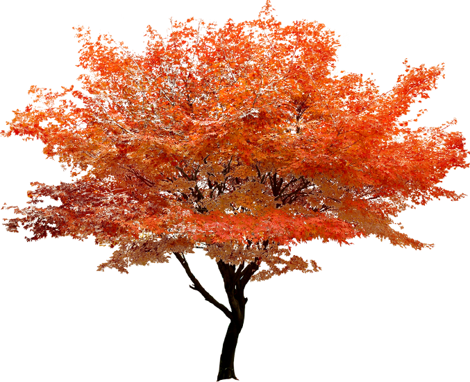 Maple Clipart Watermelon - Arbol Amarillo Png (677x551), Png Download