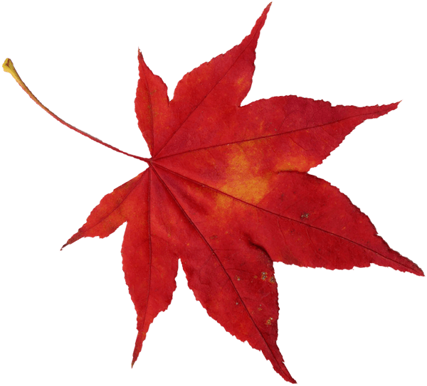 Japanese Words To Remember - Maple Leaf (600x543), Png Download