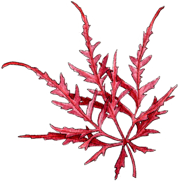 Illustration By Helen Krayenhoff - Lobelia (587x600), Png Download