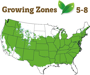 Shipping Restriction - Castle Wall ™ Blue Holly (400x322), Png Download