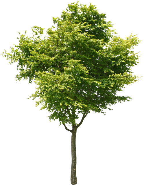 Free Image Of Tree (556x700), Png Download